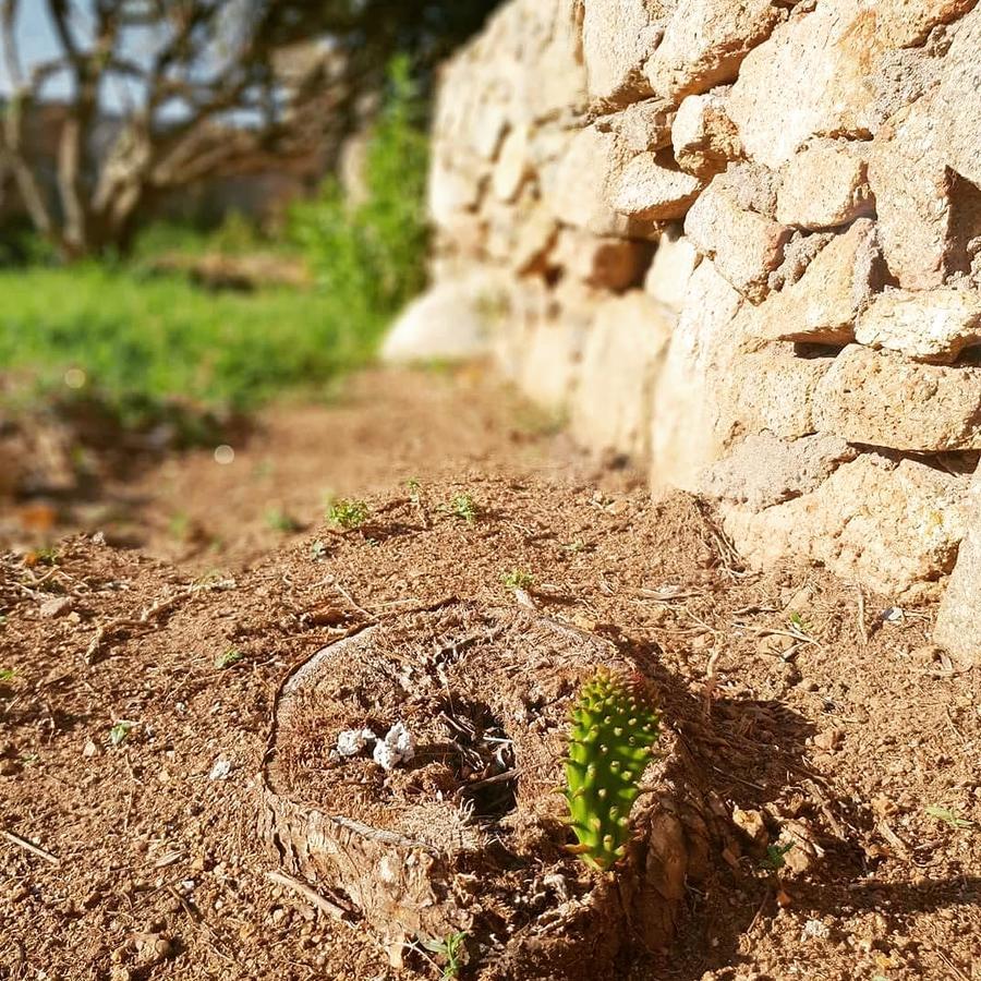 لا ماداّلينا Villa Sprafundu المظهر الخارجي الصورة